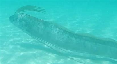 Mystical Oarfish: Unraveling the Secrets of the Deep