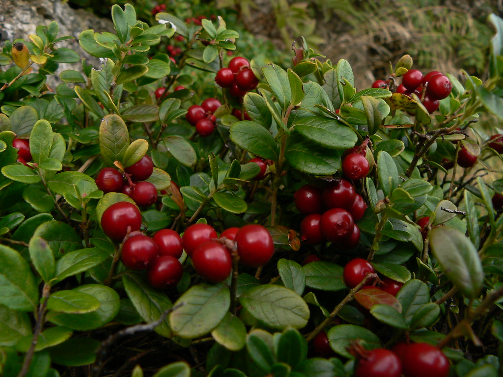 The Tiny Superfood: Lingonberry and Its Health Benefits