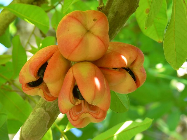  Ackee: The Exotic and Healthy Fruit from the Caribbean