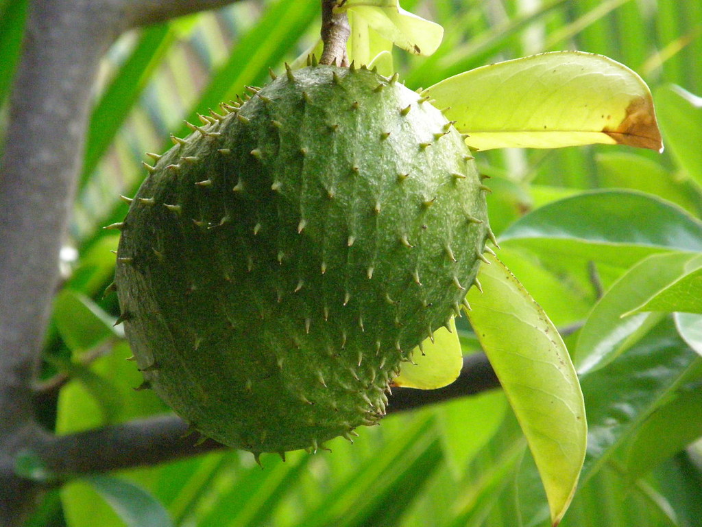 Soursop (Graviola): The Healthy Superfruit