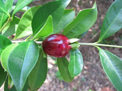 Cherry of the Rio Grande: A Healthy Fruit for a Vibrant Life