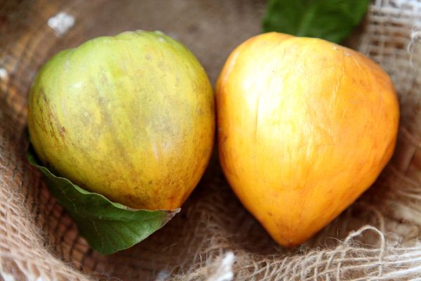 Canistel (Eggfruit): A Healthy Addition to Your Life