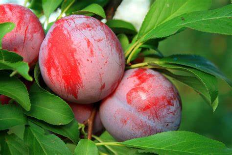 Exploring the Nutritional Marvel: Plums - A Perfect Addition to Your Healthy Diet