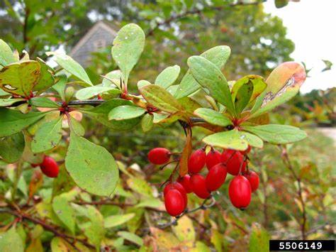 Barberry: A Tiny Fruit with Mighty Health Benefits