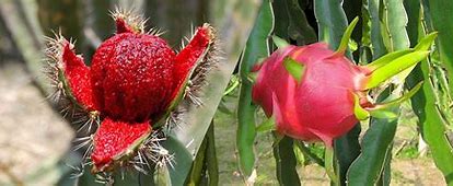 Dragon Fruit Delight: Exploring Potential Side Effects and Precautions
