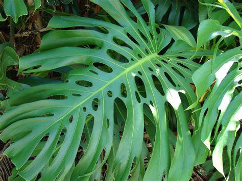  Monstera Deliciosa (Swiss Cheese Plant): A Tropical Delight for a Healthy Lifestyle