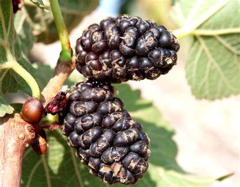 "The Nutritional Marvel of Morus Nigra: Black Mulberry - A Fruit for a Healthier You"