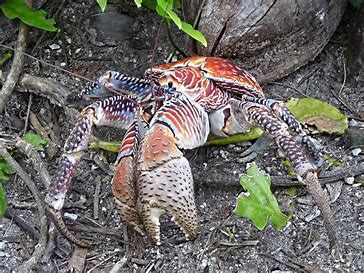 The Astonishing Coconut Crab: Unraveling the Secrets of Earth's Largest Land Arthropod
