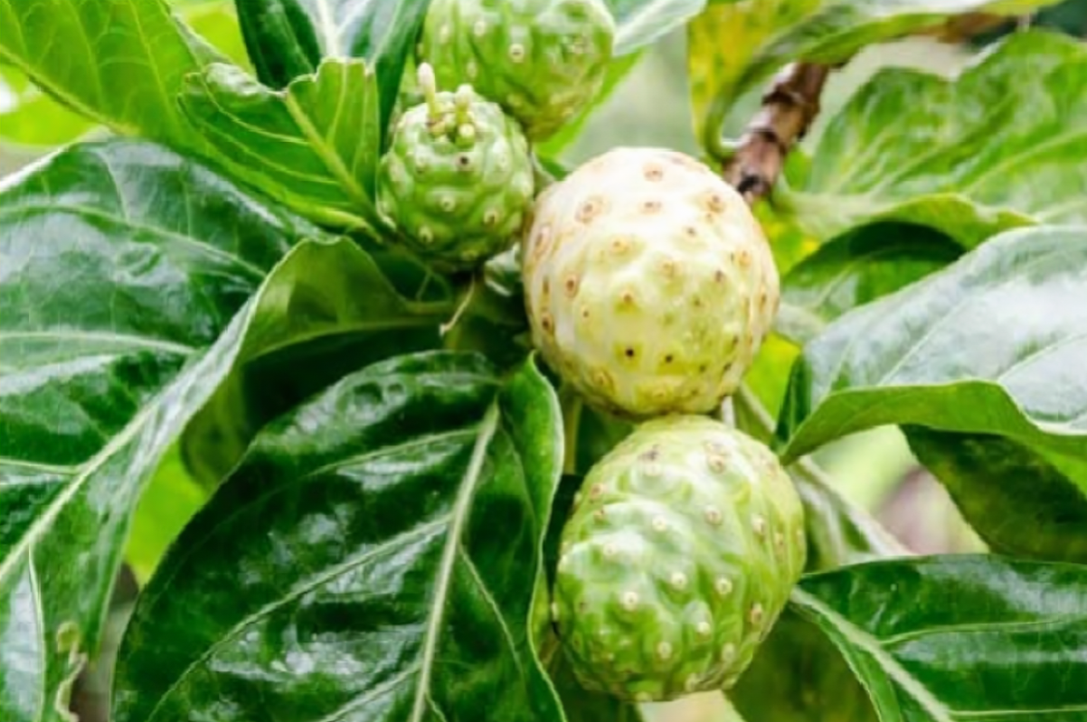The Remarkable Noni Fruit: Health Benefits and Nutritional Wonders