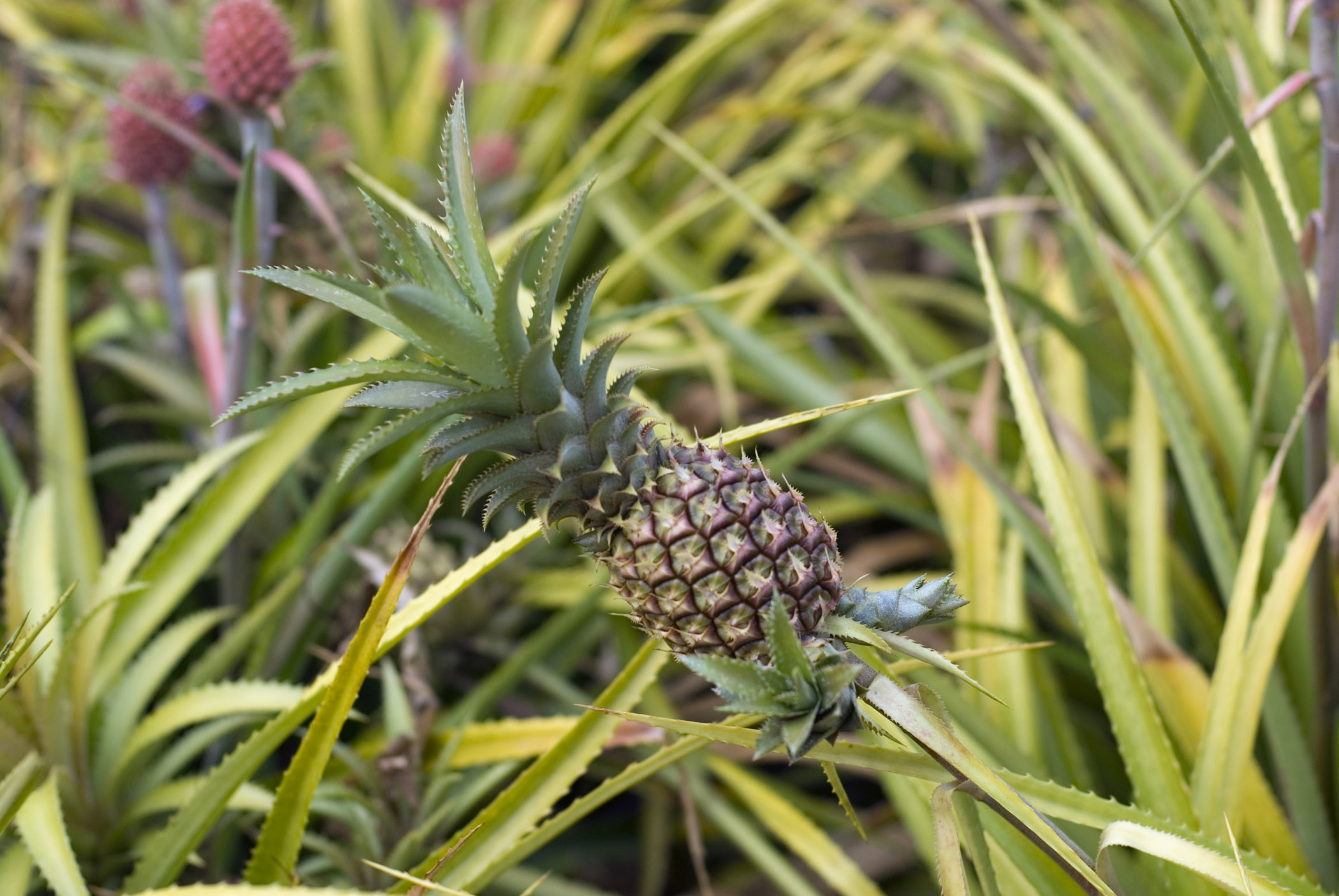 Pineapple - The Tropical Wonder with Digestive Benefits