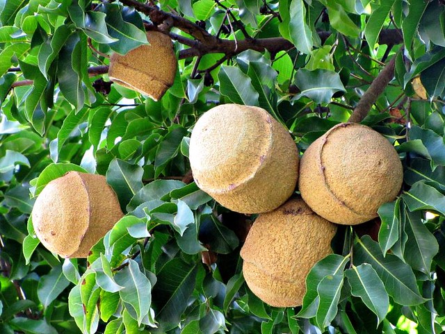 Discover the Nutritional Marvel: Sapucaia Nut - A Healthy Fruit Worth Trying