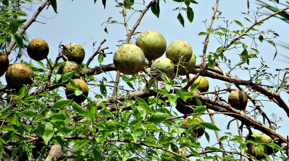 Unlocking the Health Benefits of Bael (Wood Apple): The Fruit of Wellness