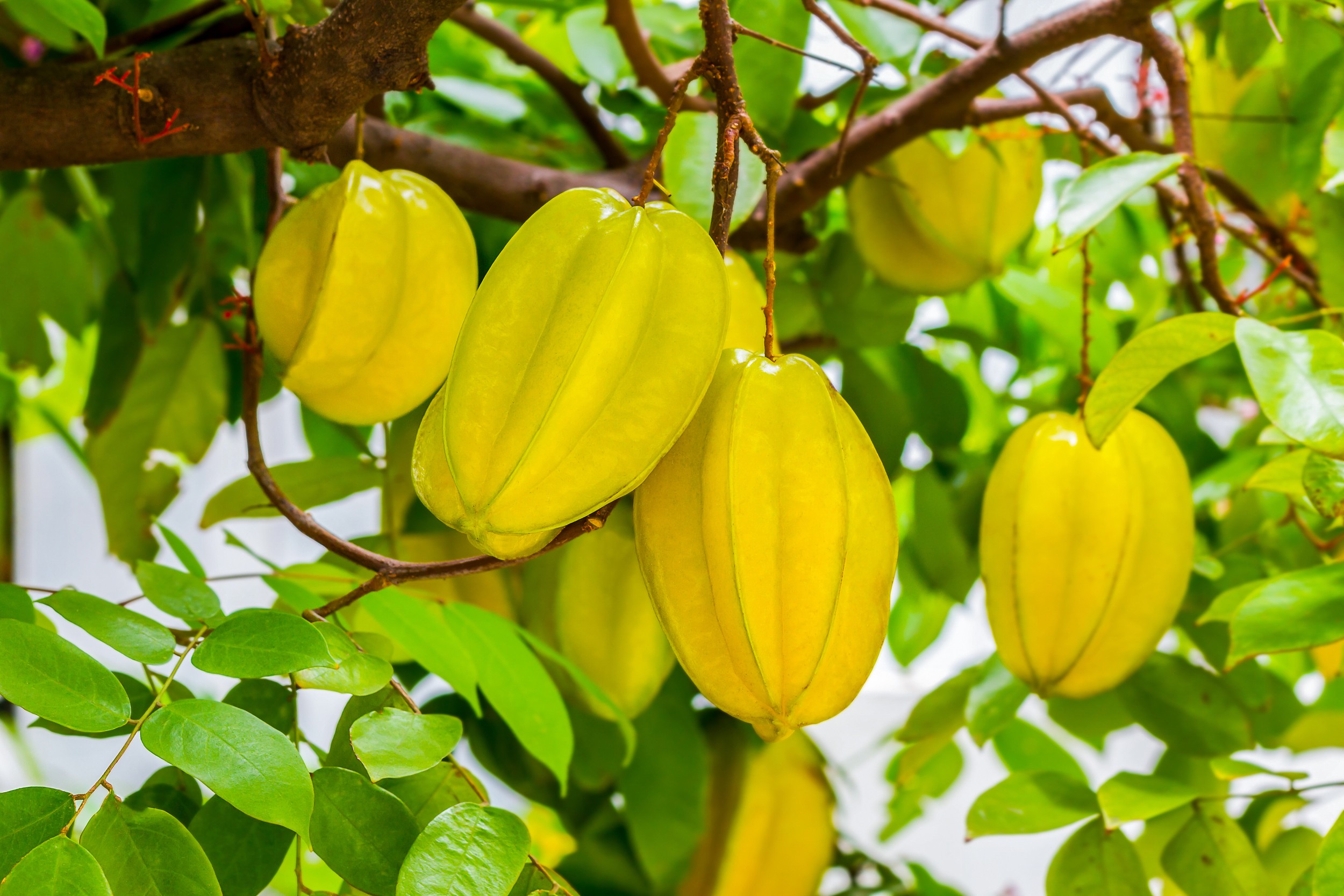 "Carambola: The Star of Good Health in Your Life"