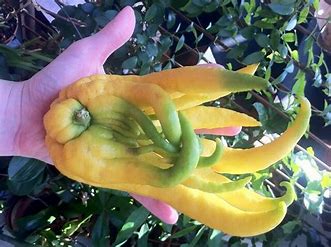 Buddha's Hand Fruit: benefits, Nutritional Power, Enthusiastic Eaters, Who Might Not Savor, Incorporating, Impact on Your Health, Your Garden 