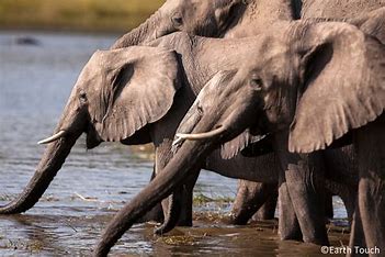 The Important of World Elephant Day: Celebrating and Protecting Earth's Gentle Giants