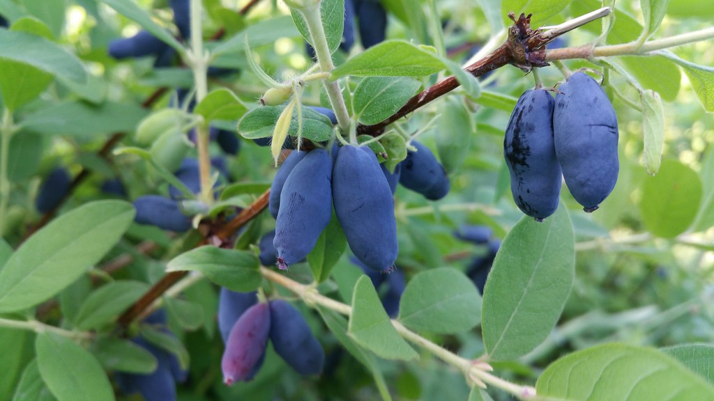  "Honeyberry (Lonicera caerulea): A Healthy Fruit for a Vibrant Life"