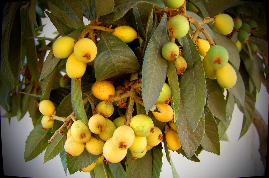 The Health Benefits of Loquat: A Small Fruit with Big Potential