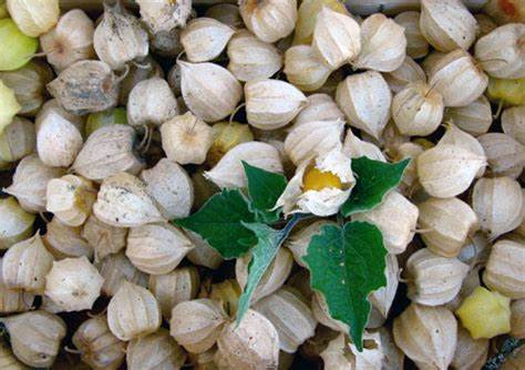 Cape Gooseberry (Physalis peruviana): A Nutrient-Packed Gem for a Healthier Life