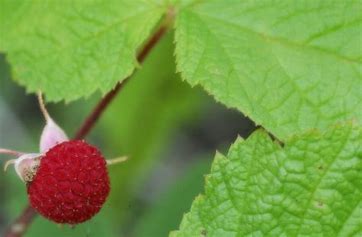 The Enigmatic Thimbleberry: A Story of Botanical Wonder and Culinary Bliss