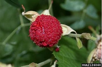 Thimbleberries: A Taste of the Wild You Won't Forget
