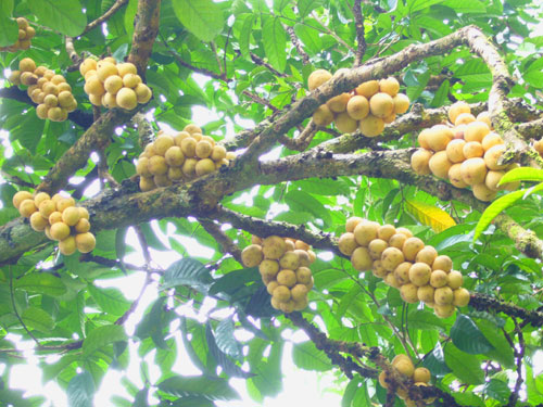 Longkong (Lansium domesticum): A Healthy Fruit for a Vibrant Life