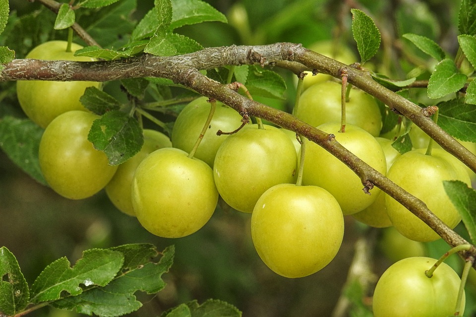 The Mirabelle Plum: A Healthy Addition to Your Life