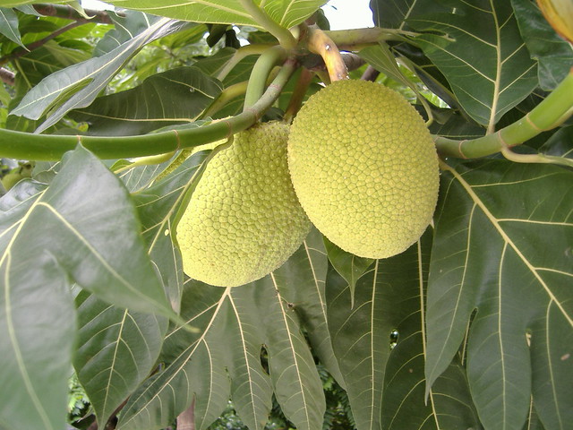 Breadfruit: A Nutrient-Packed Powerhouse for a Healthy Life