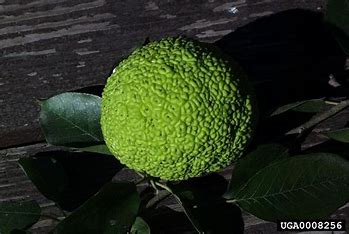 Embracing Nutritional Rarity: The Case for Daily Consumption of Osage Oranges