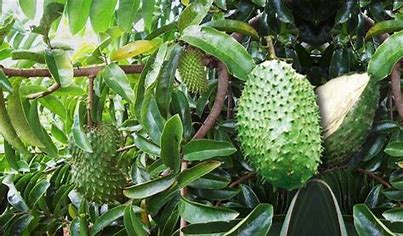 The Verdant Jewel: Guanabana and the Skill Associated with Its Production