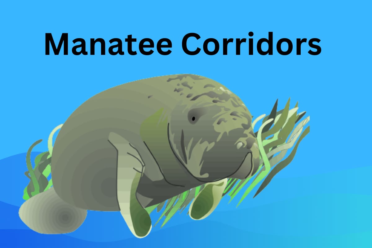 Manatee Corridors: Preserving Vital Pathways for Gentle Giants