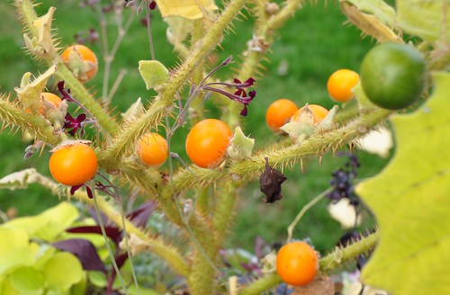 Naranjilla: The Healthy Fruit with Surprising Benefits