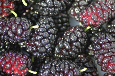 "The Black Mulberry: A Nutrient-Packed Powerhouse for Health"