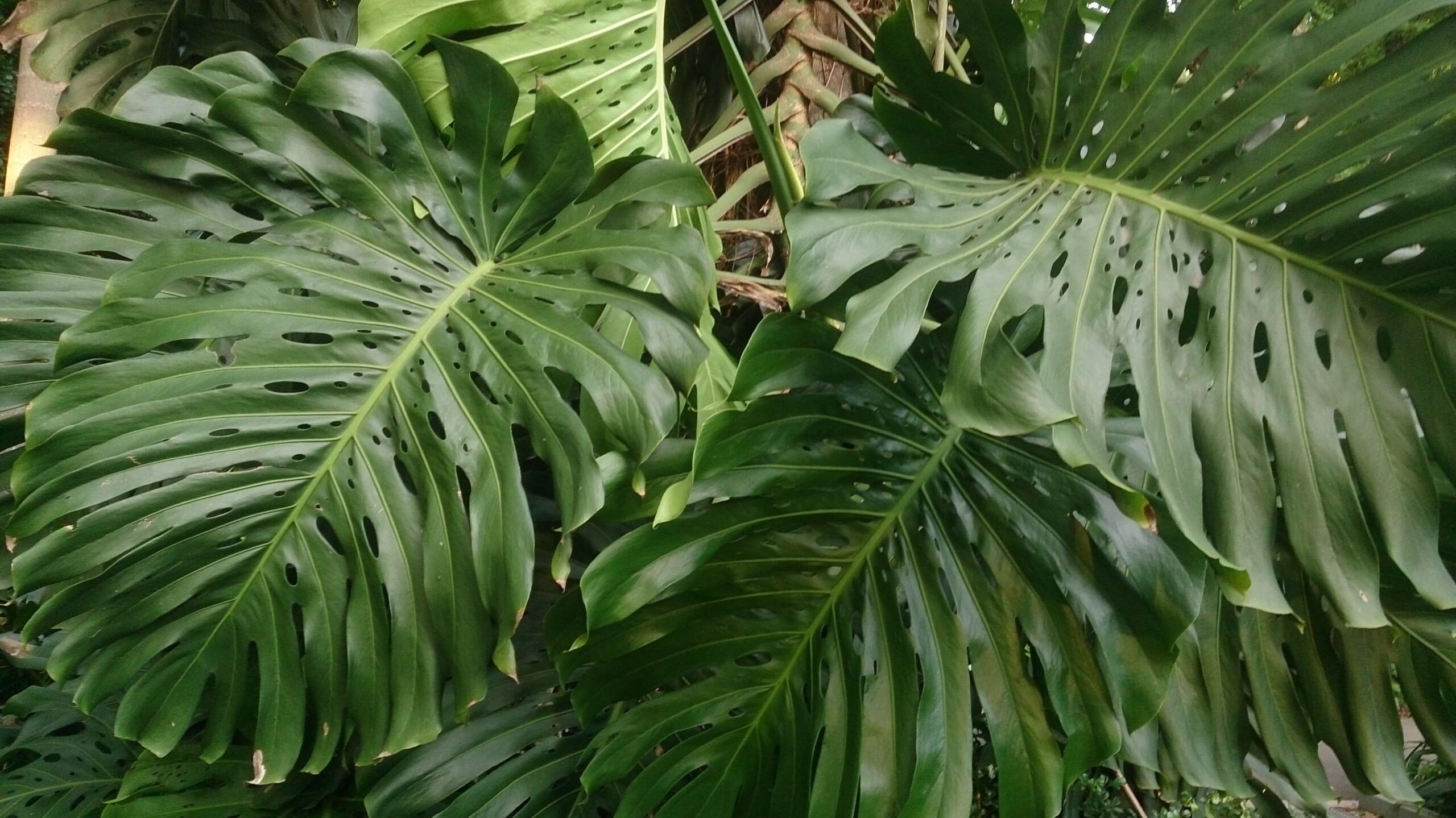 "Monstera Deliciosa (Swiss Cheese Plant): A Unique and Healthy Addition to Your Life"