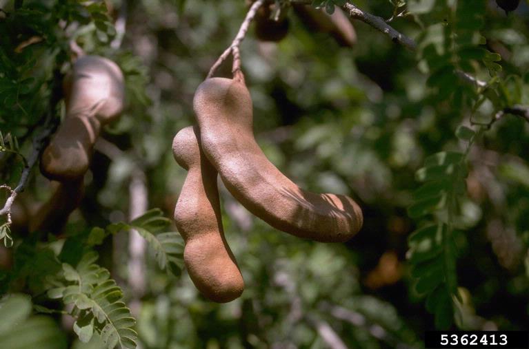 Tamarind: The Healthy Fruit That's a Tangy Delight