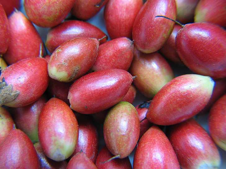 "Miracle Fruit: The Taste-Altering, Health-Boosting Wonder"