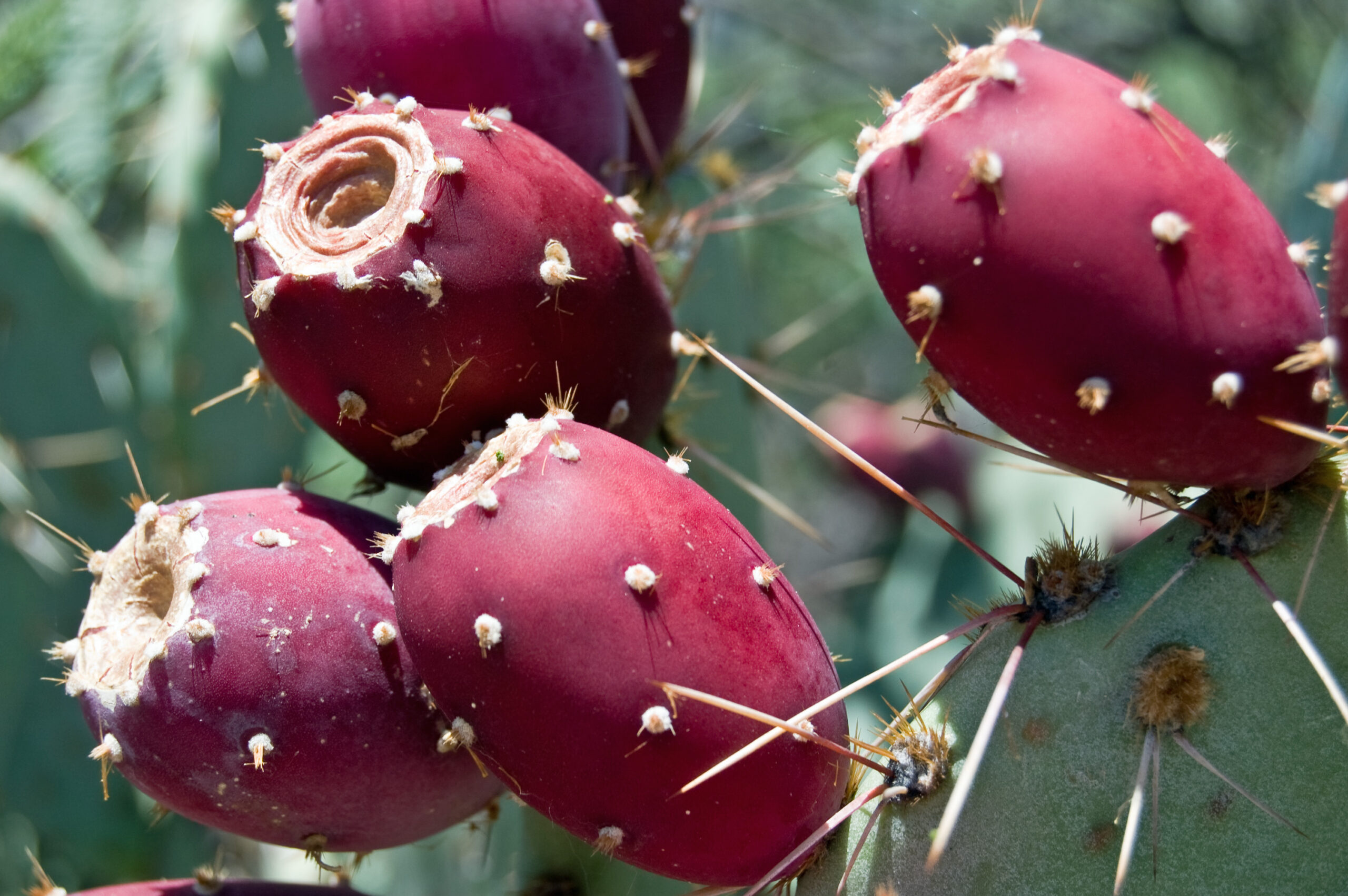"Cactus Pear: A Prickly Marvel for a Healthier Life"