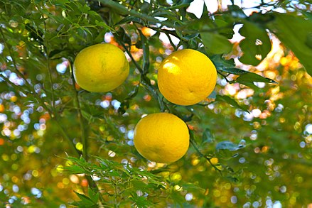 The Zesty Wonder: Yuzu - A Healthy Fruit in Our Life