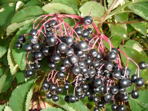 "Elderberry: The Healthy Fruit That Packs a Powerful Punch"