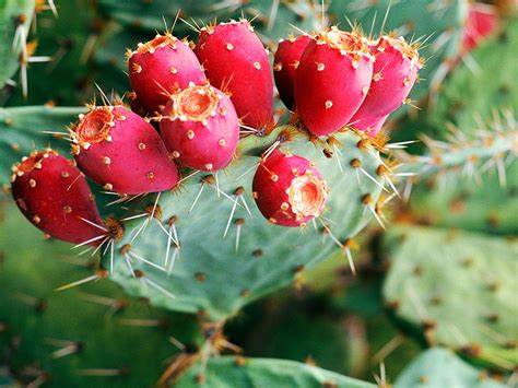 The Prickly Pear: A Healthy Fruit for Vibrant Living