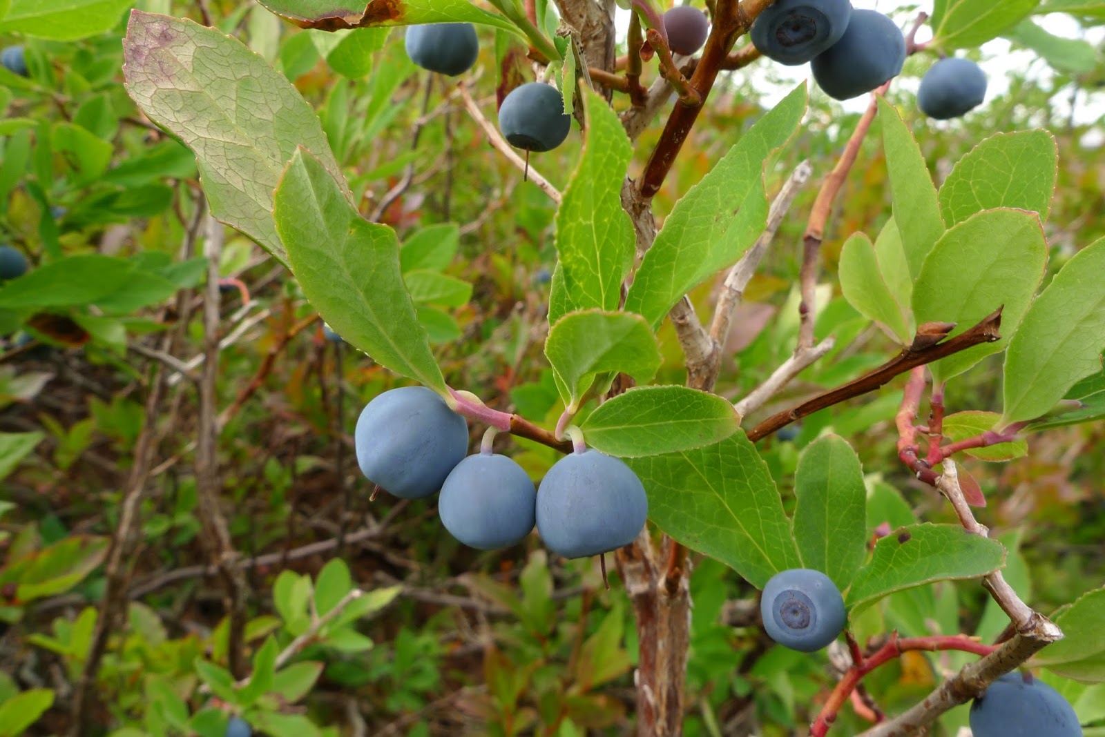 The Nutritional Powerhouse: Bilberry, a Healthy Fruit for Vibrant Living