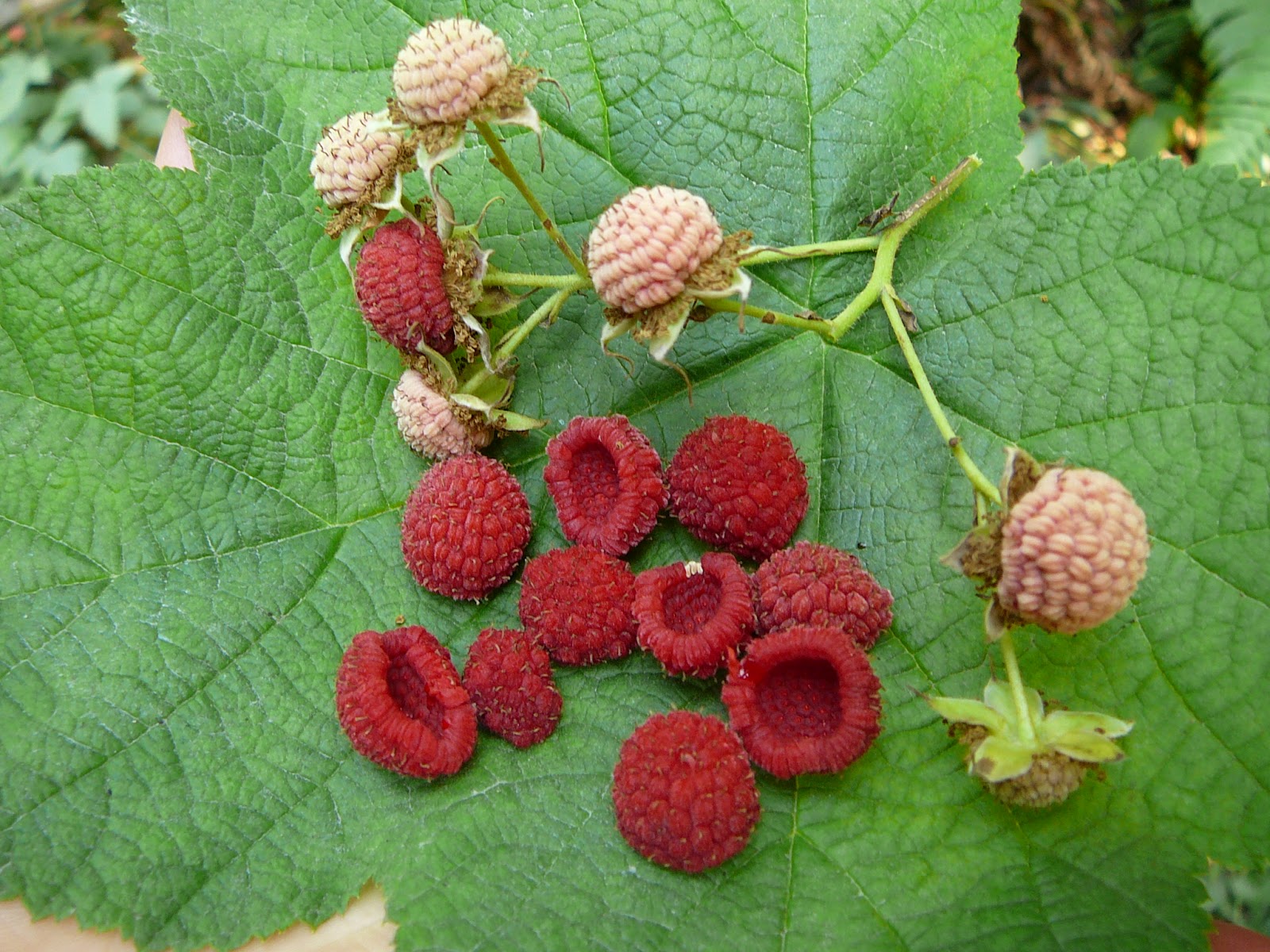 Thimbleberries: From Bush to Table, a Gastronomic Adventure