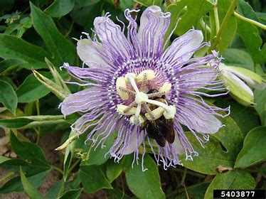 Unlocking the Healing Powers of Maypop: A Comprehensive Guide