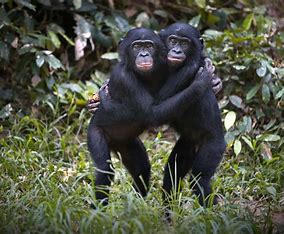 Chimpanzee and Bonobo Bonds: A Glimpse into the Enduring Memory of Our Primate Relatives